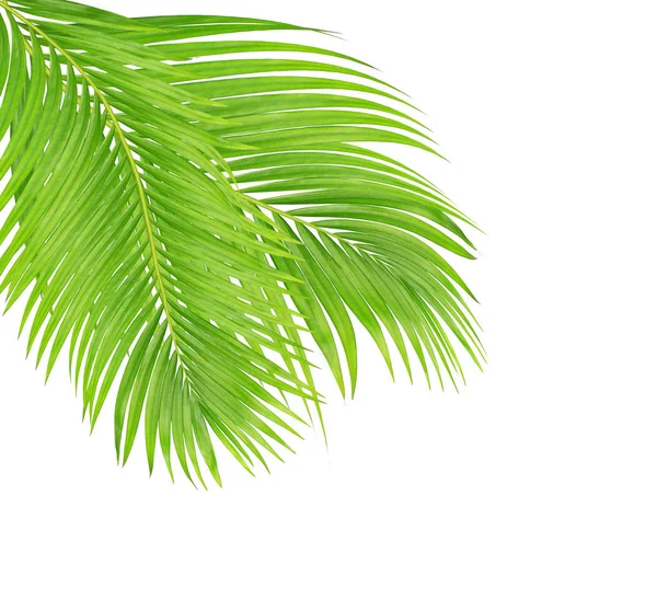 Beyaz arkaplanda izole edilmiş yeşil palmiye yaprakları