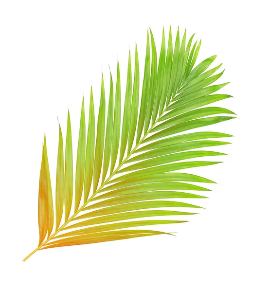 Beyaz arkaplanda izole edilmiş yeşil palmiye yaprakları
