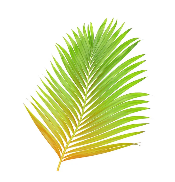 Beyaz arkaplanda izole edilmiş yeşil palmiye yaprakları
