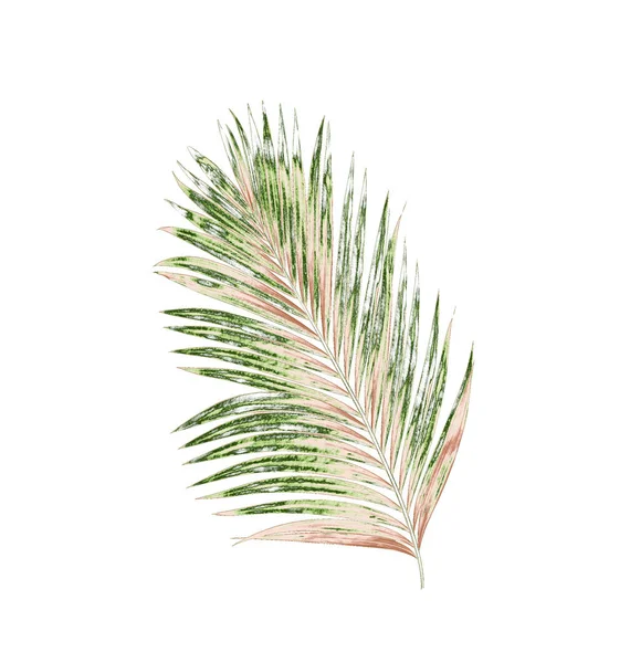 Leaves Palm Tree Background — Stock Photo, Image