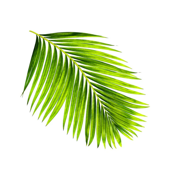 Beyaz arkaplanda izole edilmiş yeşil palmiye yaprakları