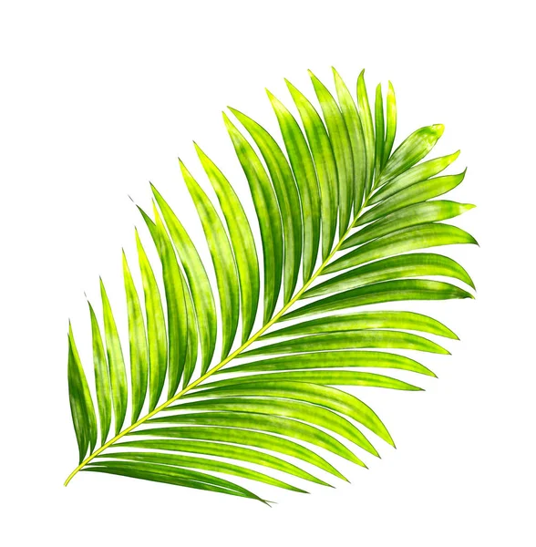 Beyaz arkaplanda izole edilmiş yeşil palmiye yaprakları