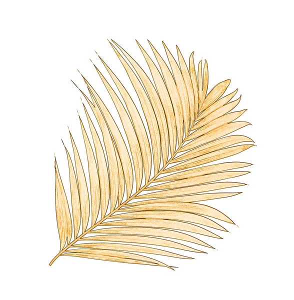 Beyaz arkaplanda yalıtılmış palmiye yaprakları