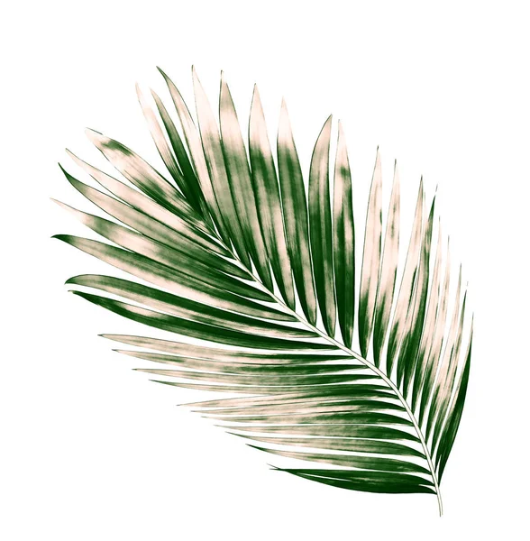 Beyaz arkaplanda izole edilmiş yeşil palmiye yaprakları