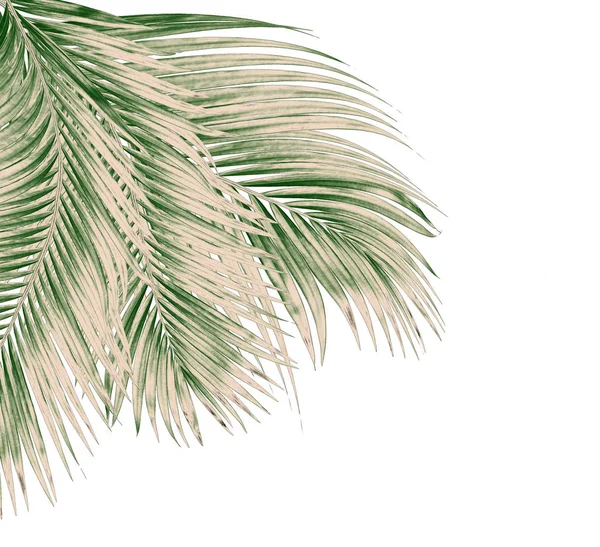 Beyaz arkaplanda izole edilmiş yeşil palmiye yaprakları
