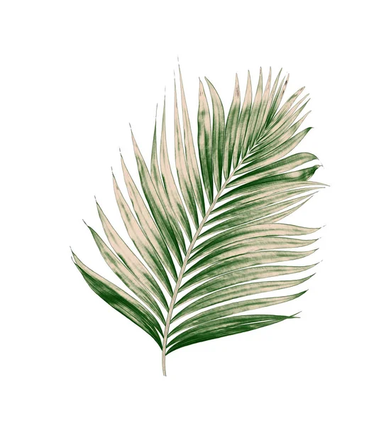Beyaz arkaplanda izole edilmiş yeşil palmiye yaprakları