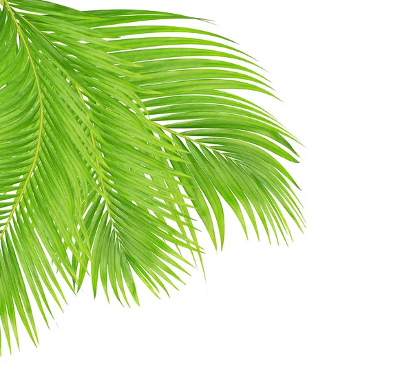 Beyaz arkaplanda izole edilmiş yeşil palmiye yaprakları