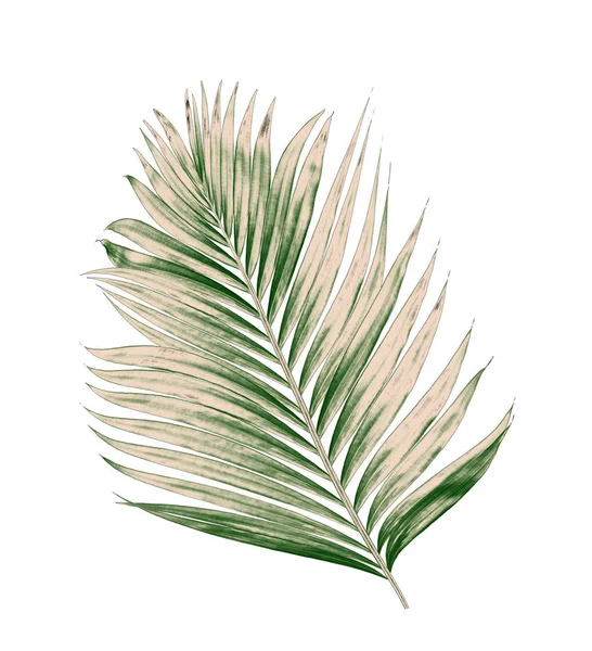Beyaz arkaplanda izole edilmiş yeşil palmiye yaprakları