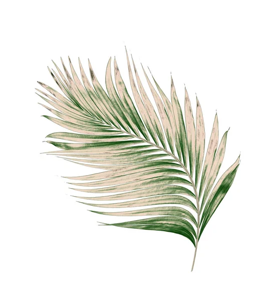 Beyaz arkaplanda izole edilmiş yeşil palmiye yaprakları