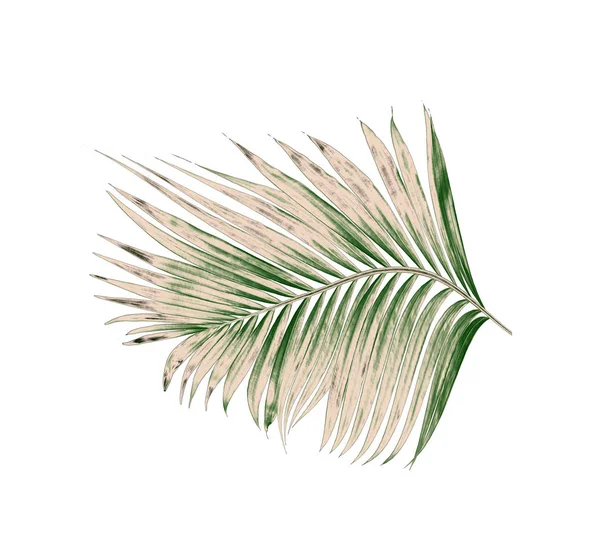 Beyaz arkaplanda izole edilmiş yeşil palmiye yaprakları