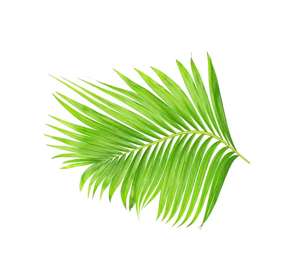 Beyaz arkaplanda izole edilmiş yeşil palmiye yaprakları