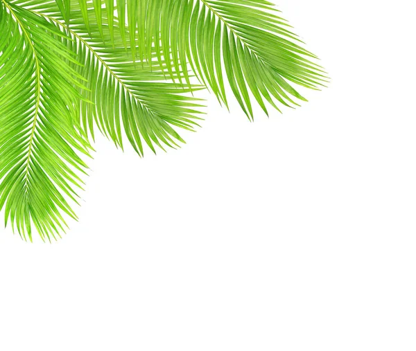 Coconut tree Stock Photos, Royalty Free Coconut tree Images | Depositphotos