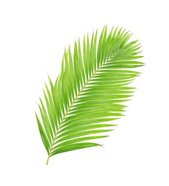 Beyaz arkaplanda izole edilmiş yeşil palmiye yaprakları