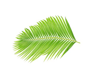 Beyaz arkaplanda izole edilmiş yeşil palmiye yaprakları