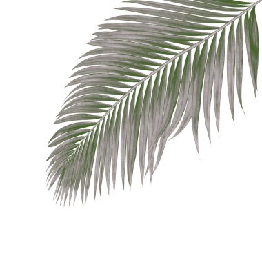 Beyaz arkaplanda izole edilmiş palmiye yaprakları