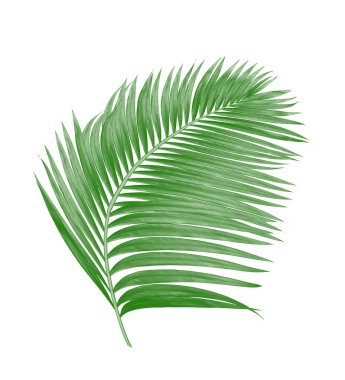Beyaz arkaplanda izole edilmiş yeşil palmiye yaprakları