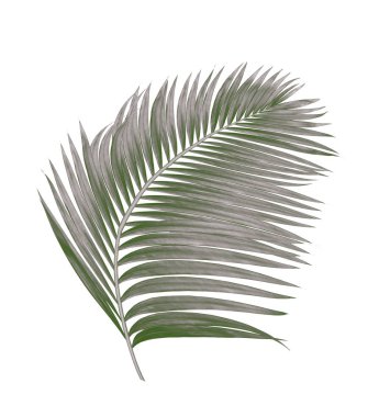 Beyaz arkaplanda izole edilmiş palmiye yaprakları