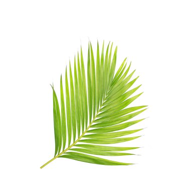 Beyaz arkaplanda izole edilmiş yeşil palmiye yaprakları