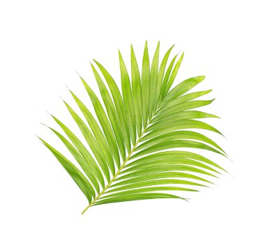 Beyaz arkaplanda izole edilmiş yeşil palmiye yaprakları
