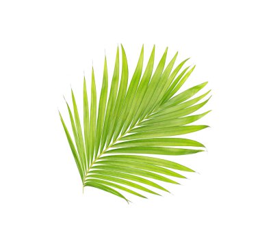 Beyaz arkaplanda izole edilmiş yeşil palmiye yaprakları