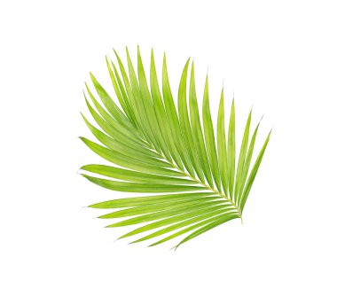 Beyaz arkaplanda izole edilmiş yeşil palmiye yaprakları