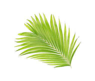 Beyaz arkaplanda izole edilmiş yeşil palmiye yaprakları