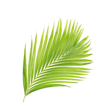 Beyaz arkaplanda izole edilmiş yeşil palmiye yaprakları