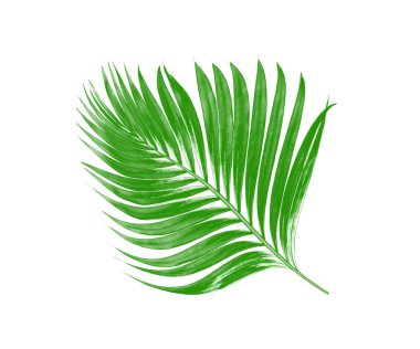 Beyaz arkaplanda izole edilmiş yeşil palmiye yaprakları