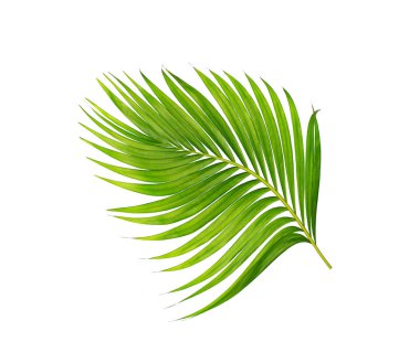 Beyaz arkaplanda izole edilmiş yeşil palmiye yaprakları