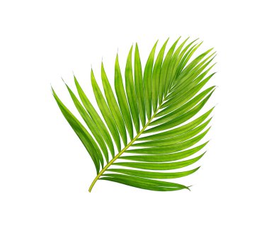 Beyaz arkaplanda izole edilmiş yeşil palmiye yaprakları
