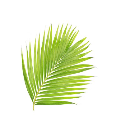 Beyaz arkaplanda izole edilmiş yeşil palmiye yaprakları