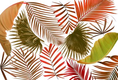 Palmiye ağacı arkaplan yaprağı