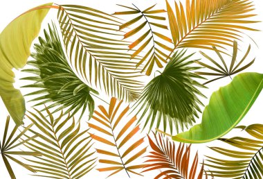 Palmiye ağacı arkaplan yaprağı