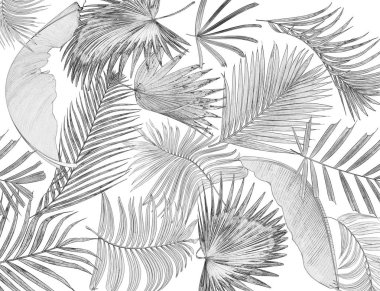 Palmiye ağacı arkaplan yaprağı