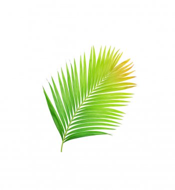 Beyaz arkaplanda izole edilmiş yeşil palmiye yaprakları
