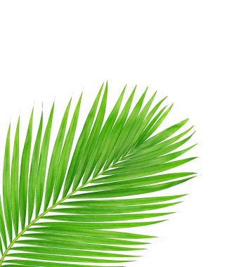 Beyaz arkaplanda izole edilmiş yeşil palmiye yaprakları