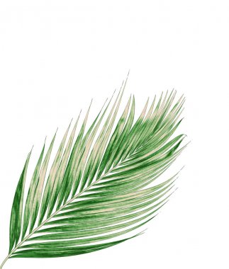 Beyaz arkaplanda izole edilmiş yeşil palmiye yaprakları