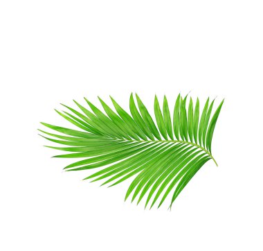 Beyaz arkaplanda izole edilmiş yeşil palmiye yaprakları