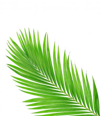 Beyaz arkaplanda izole edilmiş yeşil palmiye yaprakları