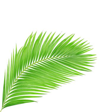 Beyaz arkaplanda izole edilmiş yeşil palmiye yaprakları