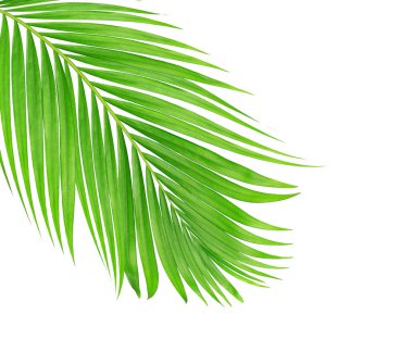 Beyaz arkaplanda izole edilmiş yeşil palmiye yaprakları