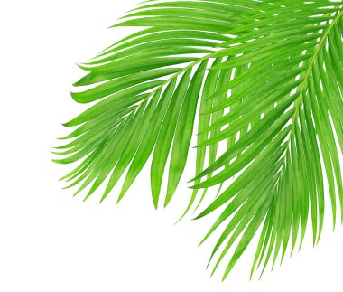 Beyaz arkaplanda izole edilmiş yeşil palmiye yaprakları