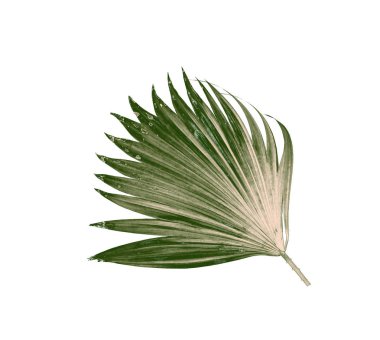 Beyaz arkaplanda izole edilmiş yeşil palmiye yaprakları