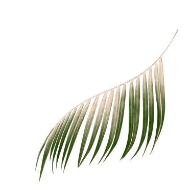 Beyaz arkaplanda yeşil palmiye yaprağı