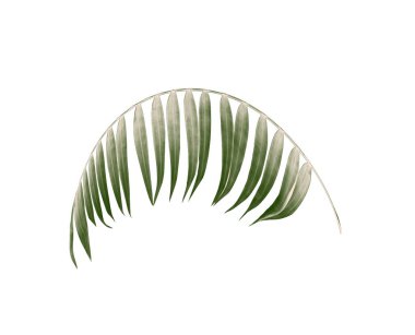 Beyaz arkaplanda yeşil palmiye yaprağı
