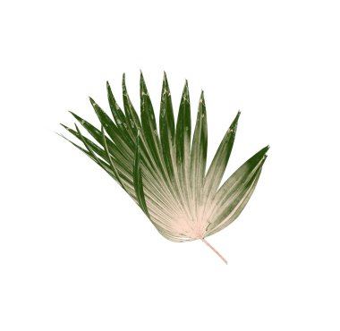 Beyaz arkaplanda izole edilmiş yeşil palmiye yaprakları