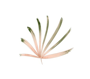 Palmiye ağacının yeşil yaprağı