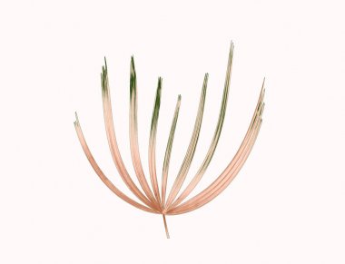 Palmiye ağacının yeşil yaprağı