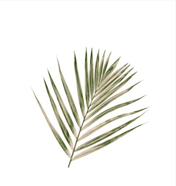 Beyaz arkaplanda yeşil palmiye yaprağı