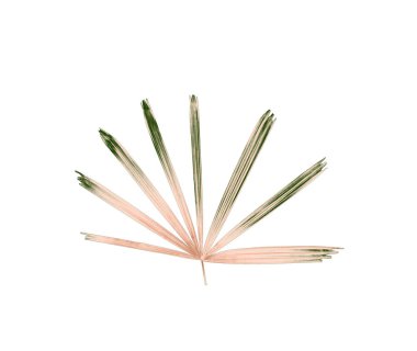 Palmiye ağacının yeşil yaprağı